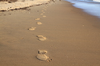 Making_tracks-1_web-X