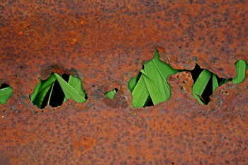 Rust_over_grass_1_web-X