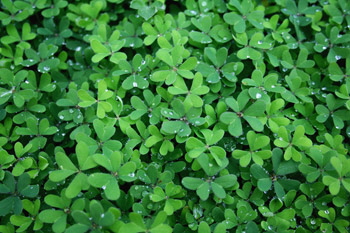 Clovers_1_web-X