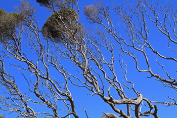 Coastal_trees_1_web-X