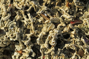 Old_sea_life_1_web-X