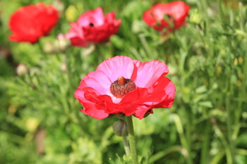 Red_poppy_1_web-X Red_poppy_1_web-X