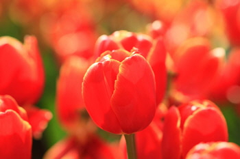 Red_tulip_1_web-X Red_tulip_1_web-X
