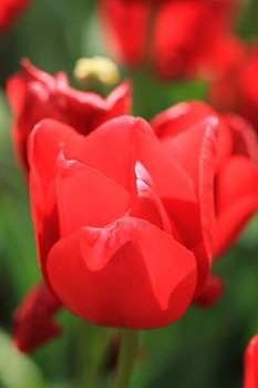 Red_tulip_portrait_1_web-X Red_tulip_portrait_1_web-X