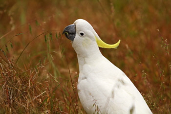 Cockatoo_grass_1_web-X
