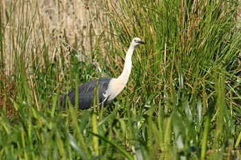 Heron_coolart_1_web-X