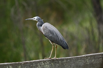 Heron_fence_1_web-X