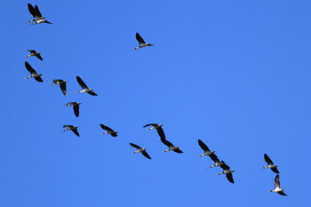 Ibis_flock_flight_1_web-X