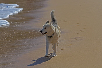 Malamute_beach_1_web-X