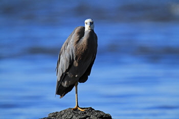 Pacific_heron_1_web-X