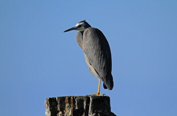 Pacific_heron_2_web-X