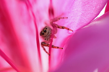 Pink_jumping_1_web-X