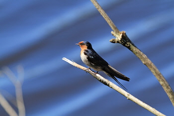 Welcome_swallow_1_web-X