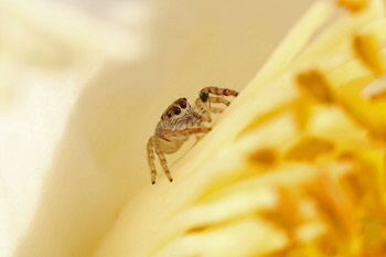 Yellow_jumping_1_web-X