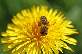 Yellow_wings_1_web-X